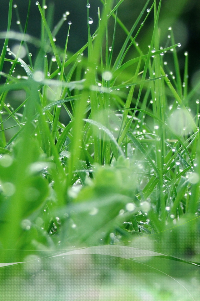 Зеленая травка