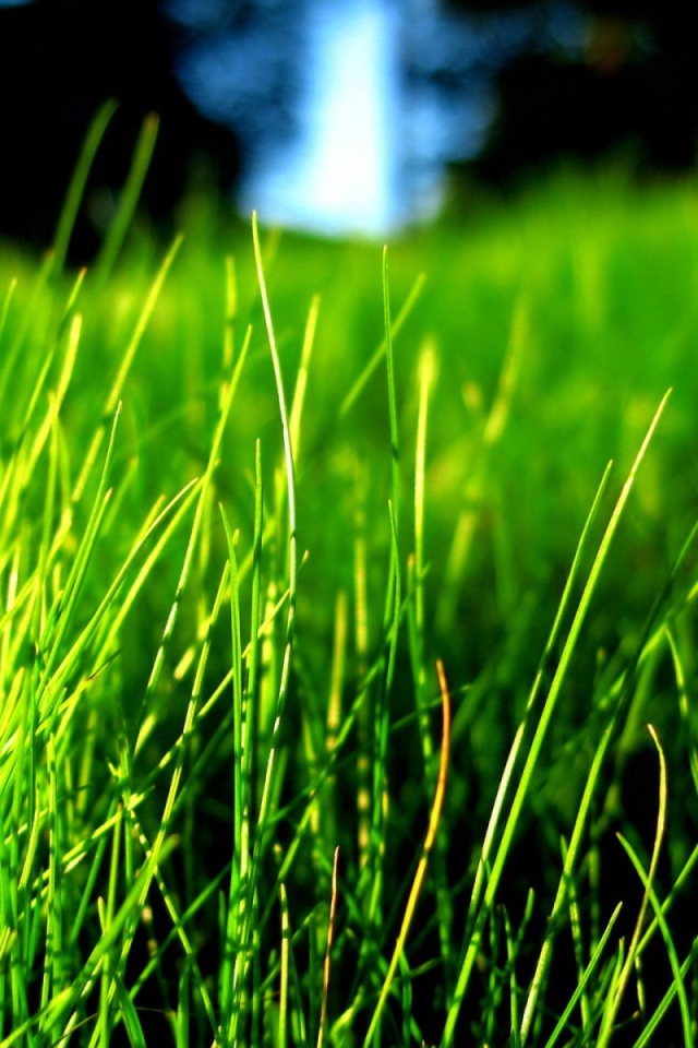 Зеленая трава