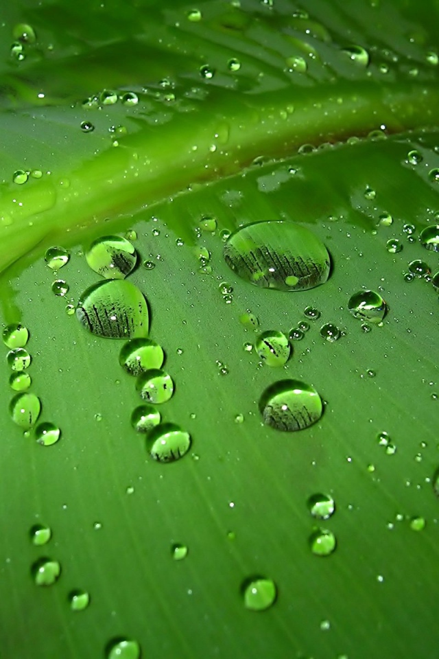 Зеленый лист