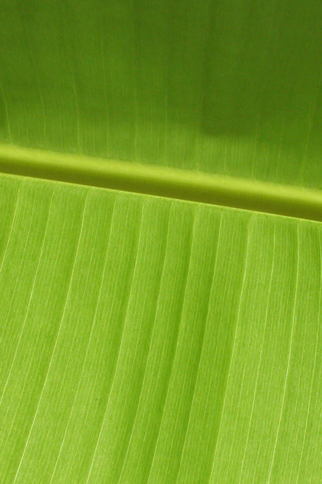 Зеленый листочек