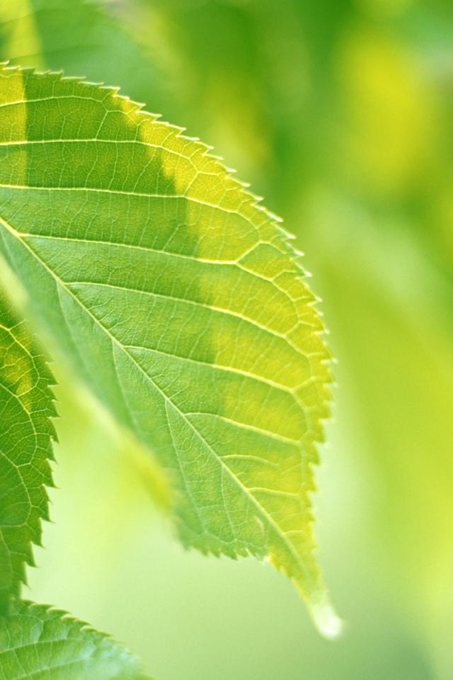 Зеленая жизнь