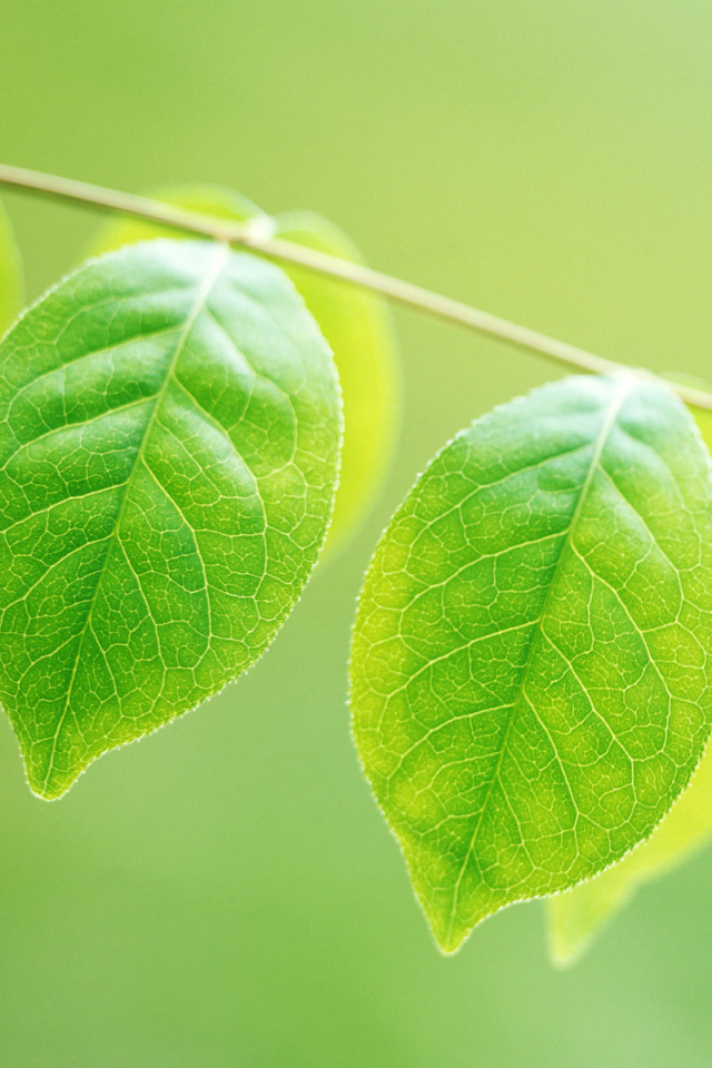 Зеленое потомство