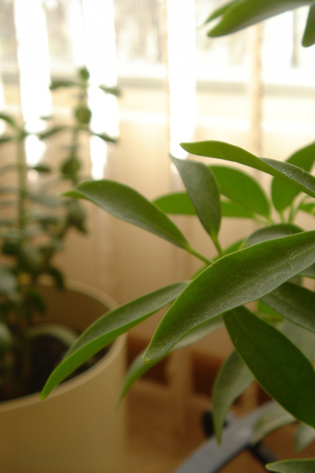 Зеленое растение