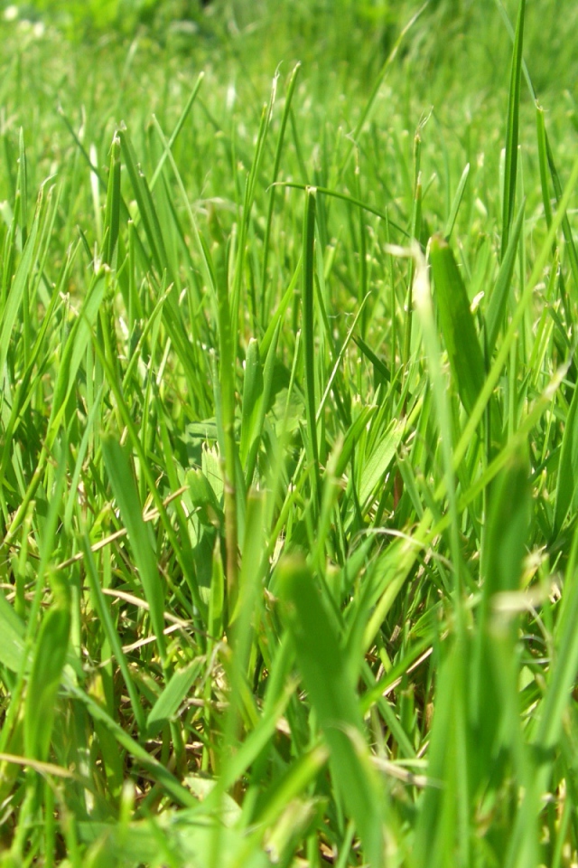 Зеленое лето