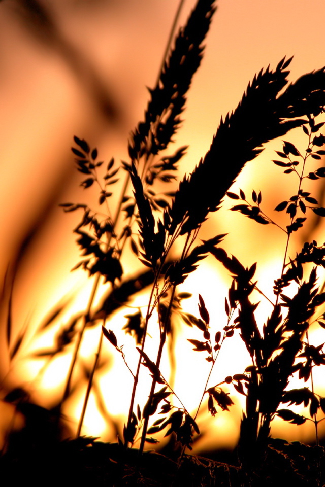 Сено в свете заката