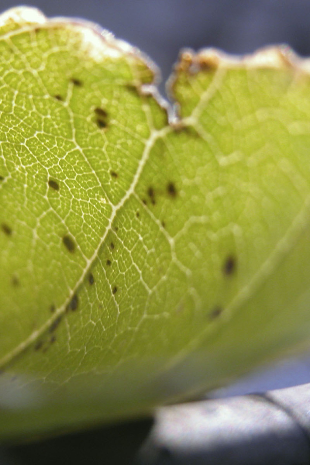 Несовершенный лист