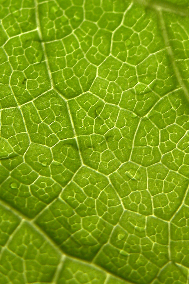 Волны листа