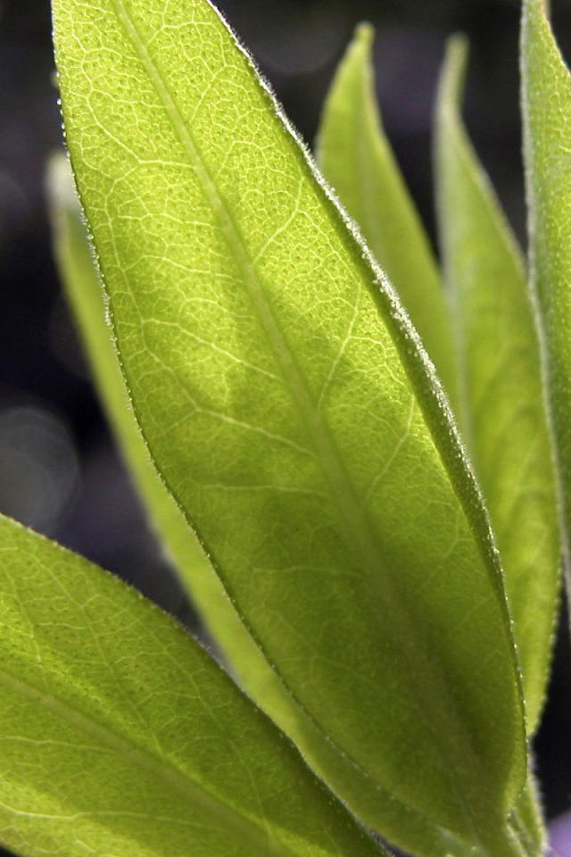 Листья в свете