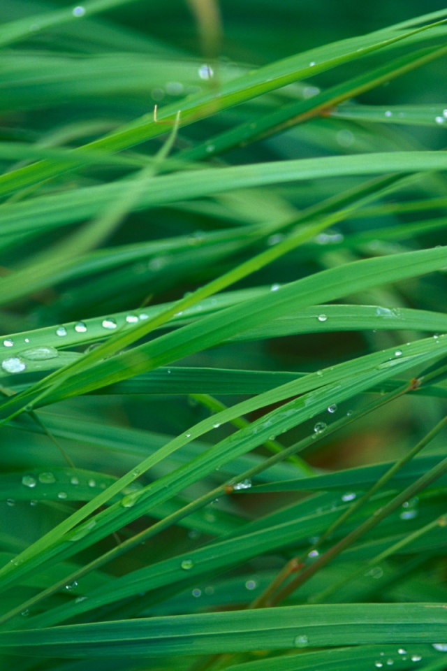 Лезвие травы леопарда