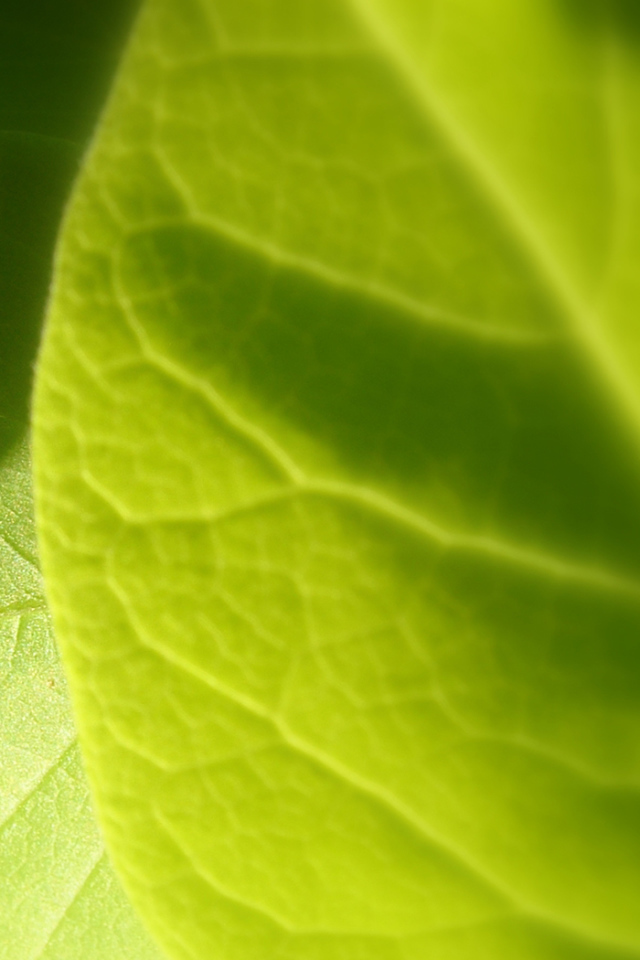 Светло-зеленый листик