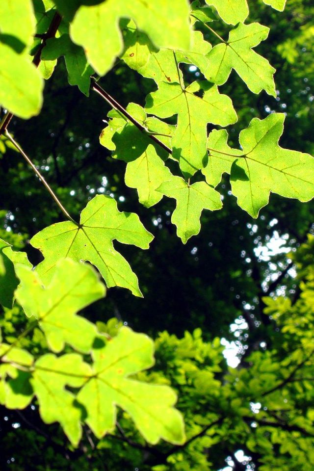 Светло-зеленые листья