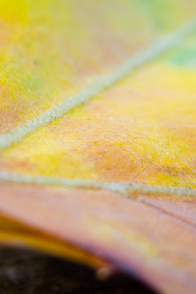 Многокрасочный лист