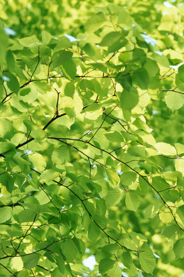 Естественный зеленый цвет природы