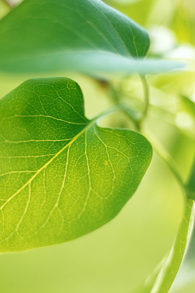 Новый зеленый лист