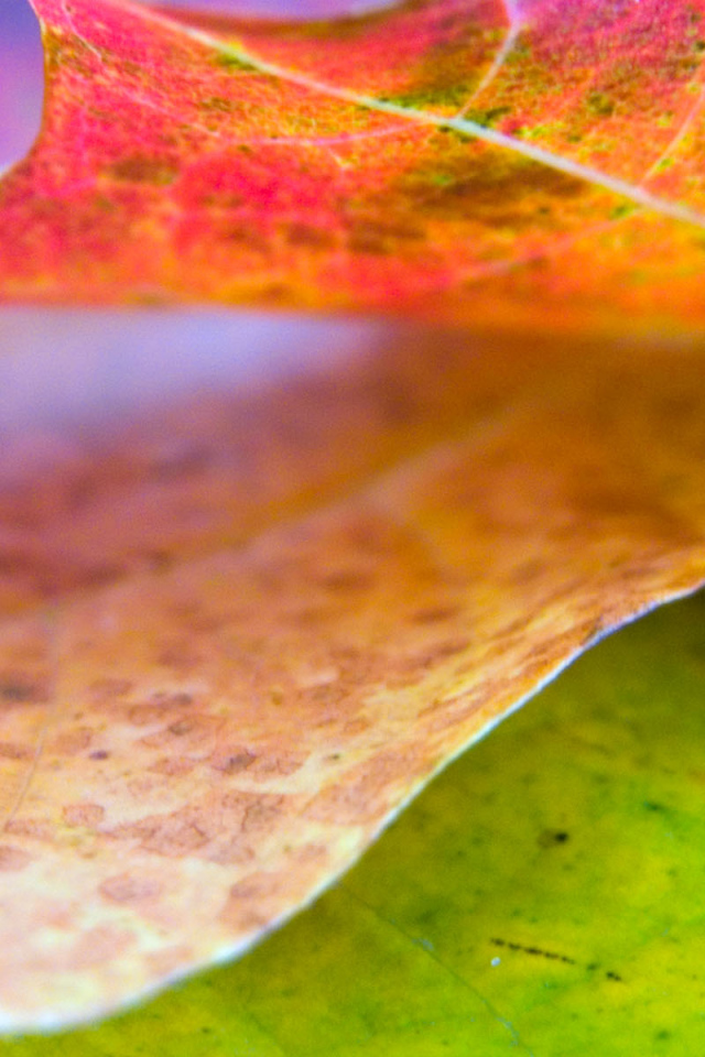 Хороший лист