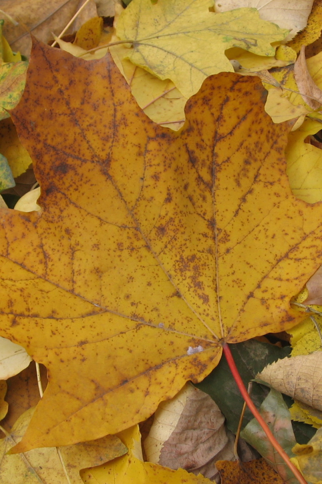 Старый Осенний лист