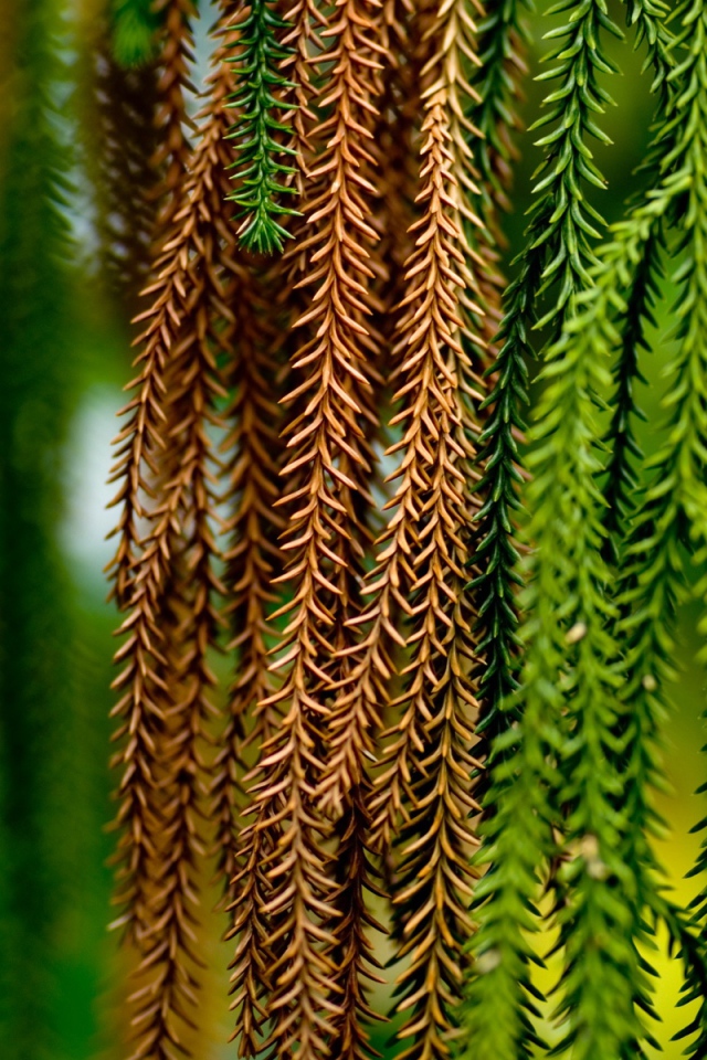 Сосновые тузы