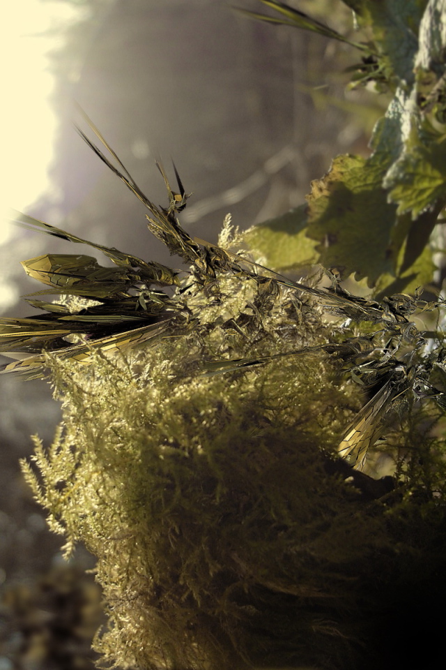 Заостренные листья