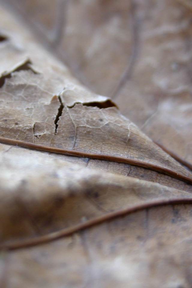 Проколотый коричневый лист