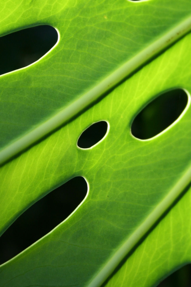 Проколотый лист