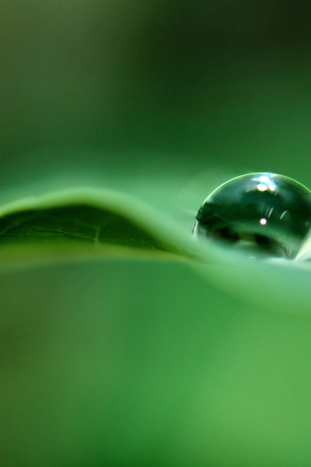 Капля дождя на листке