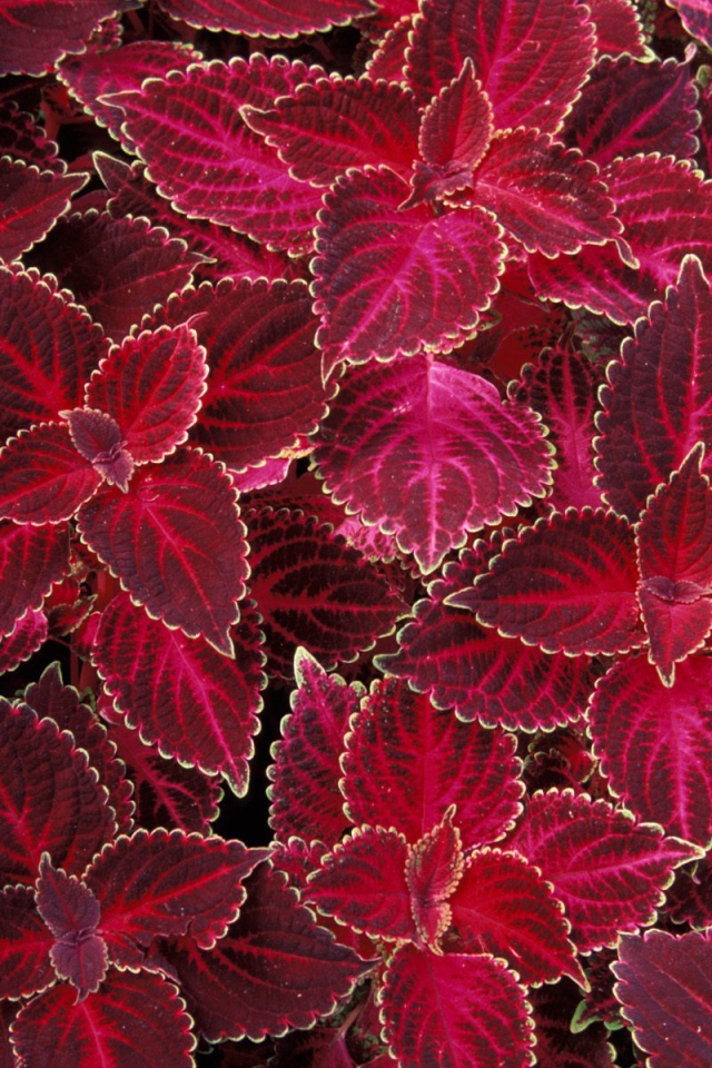 Красная крапива