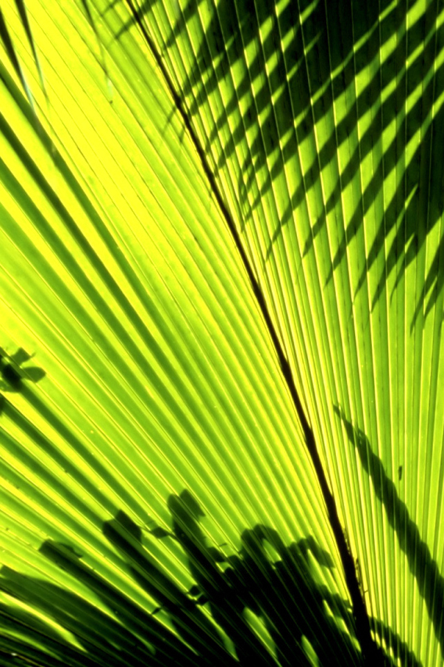 Тени листьев