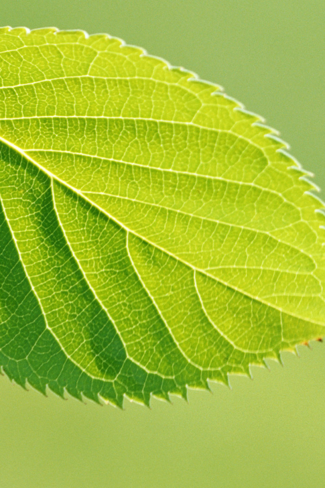 Зеленая весна