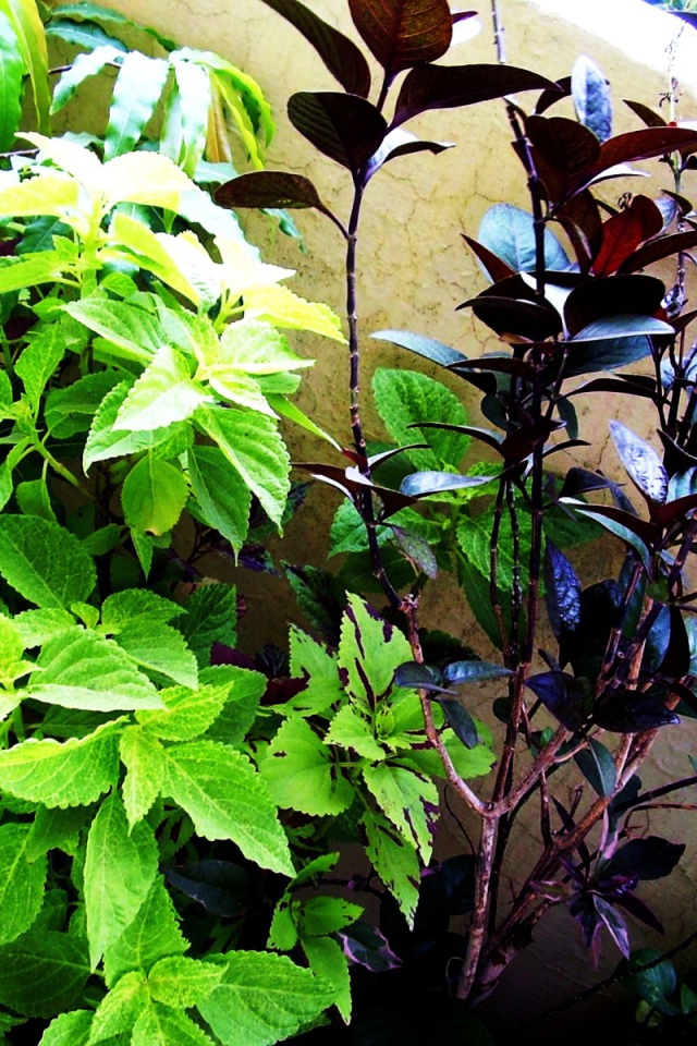 Три растения