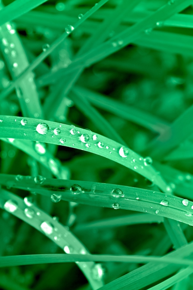 Яркие зеленые листья