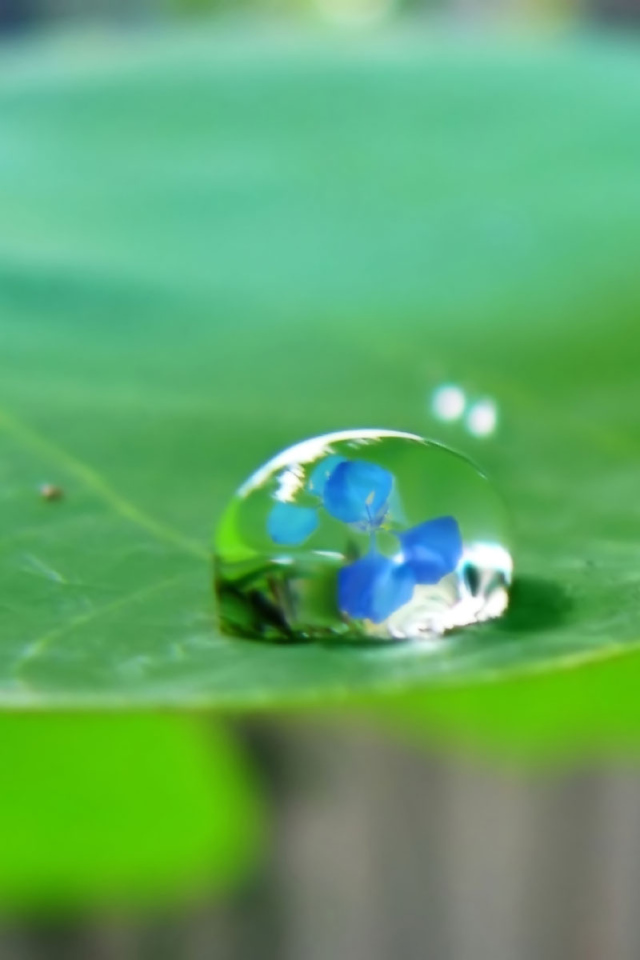 Водяная капелька на зеленом листе