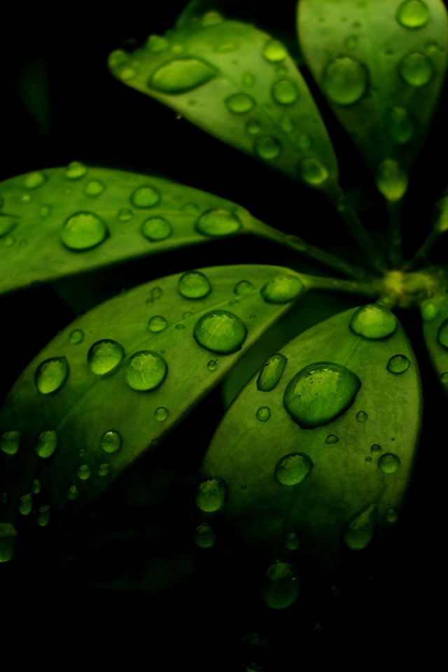 Вода на моих листьях