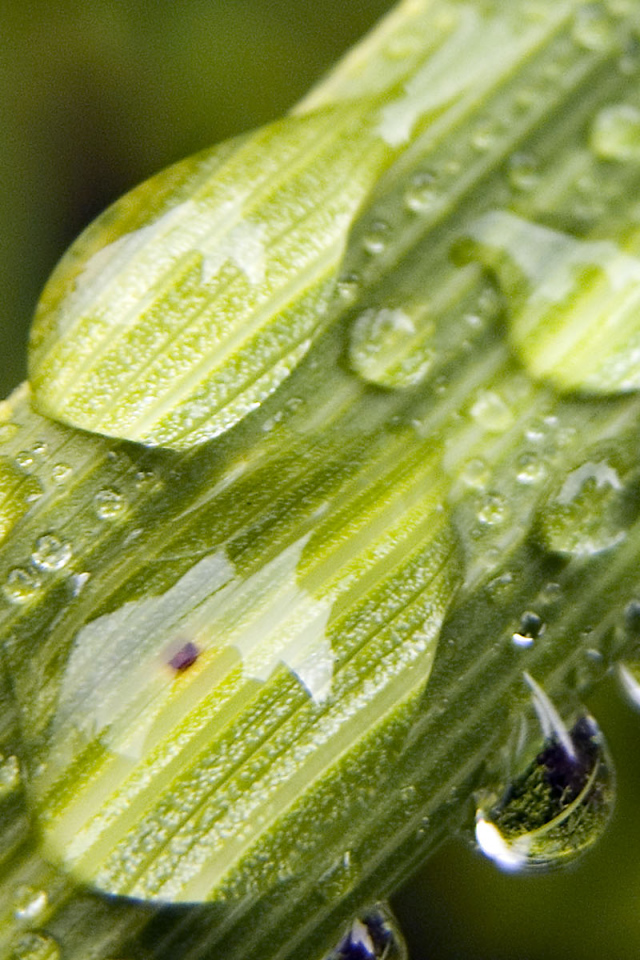 Вода на растениях