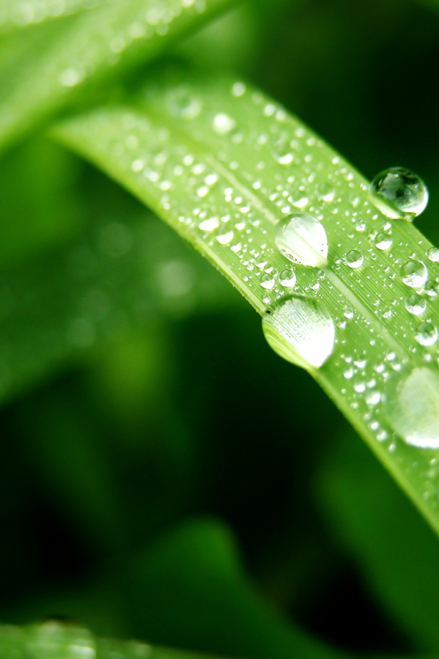 Влажный лист