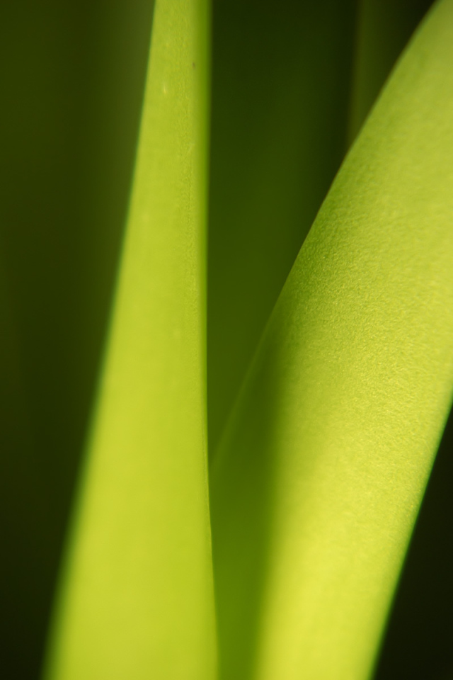 Широкий Светло-зеленый лист