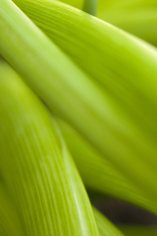 Широкие Светло-зеленые листья