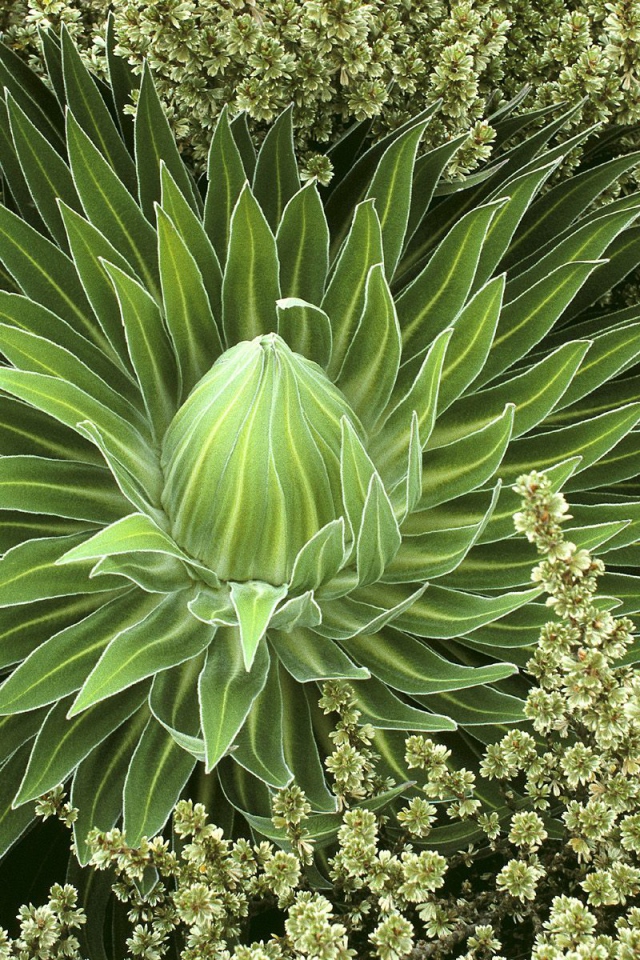 Дикое сочное растение