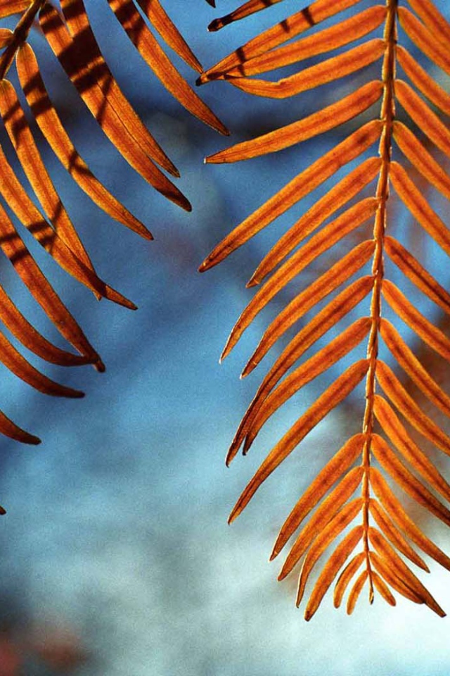 Осенние листья на ветру