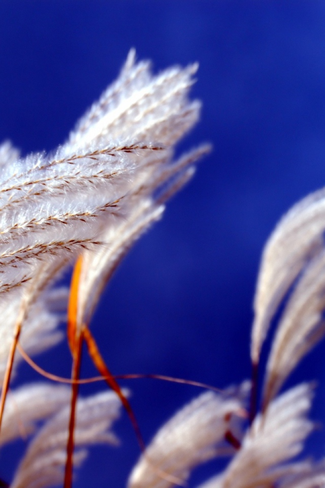 Прикасновение ветра