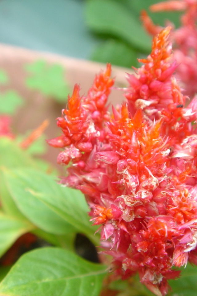 красный цветок