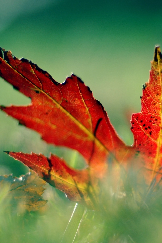 красный лист в траве