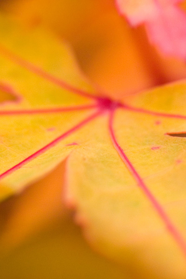 желтый лист