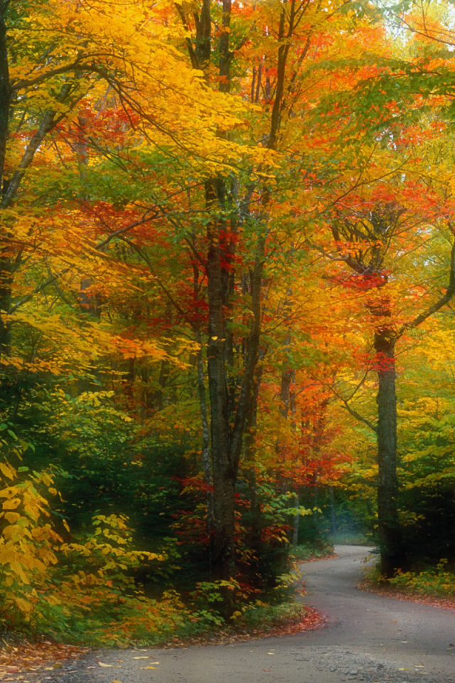 Scene of autumn forest