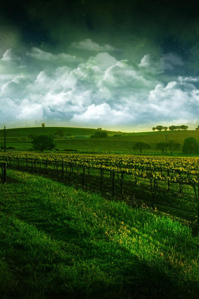 Виноградник