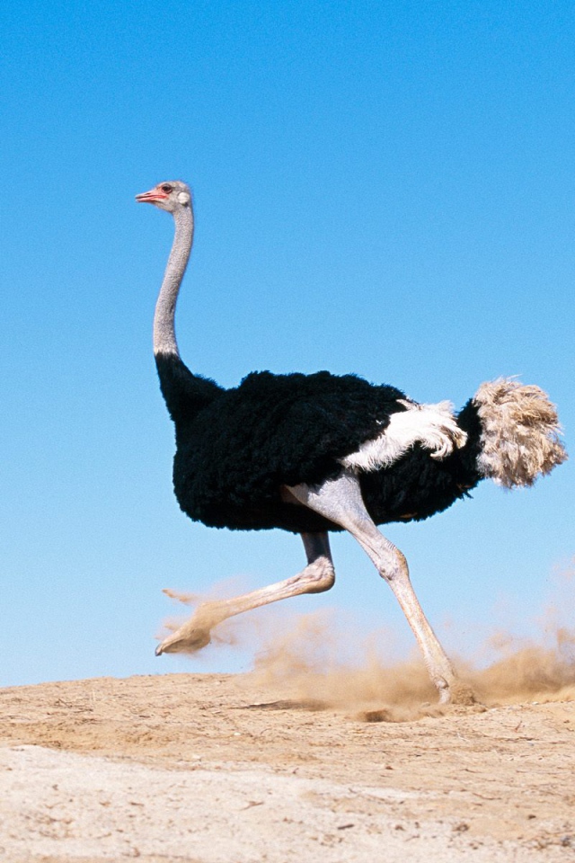Черный Крылатый Страус / Африка