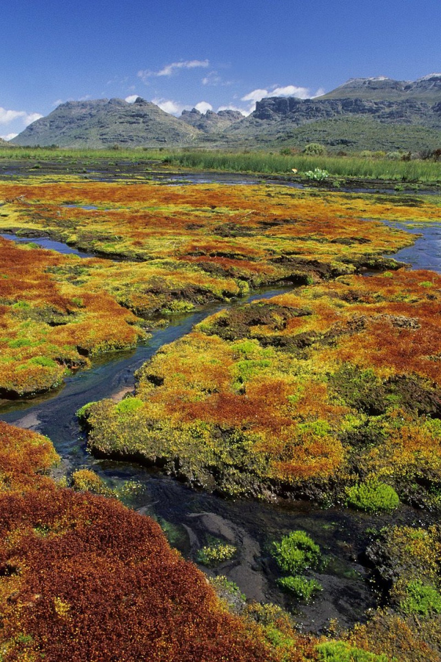 Красочные Мхи / Область Дикой местности Cedarberg / Северный Мыс / Южная Африка