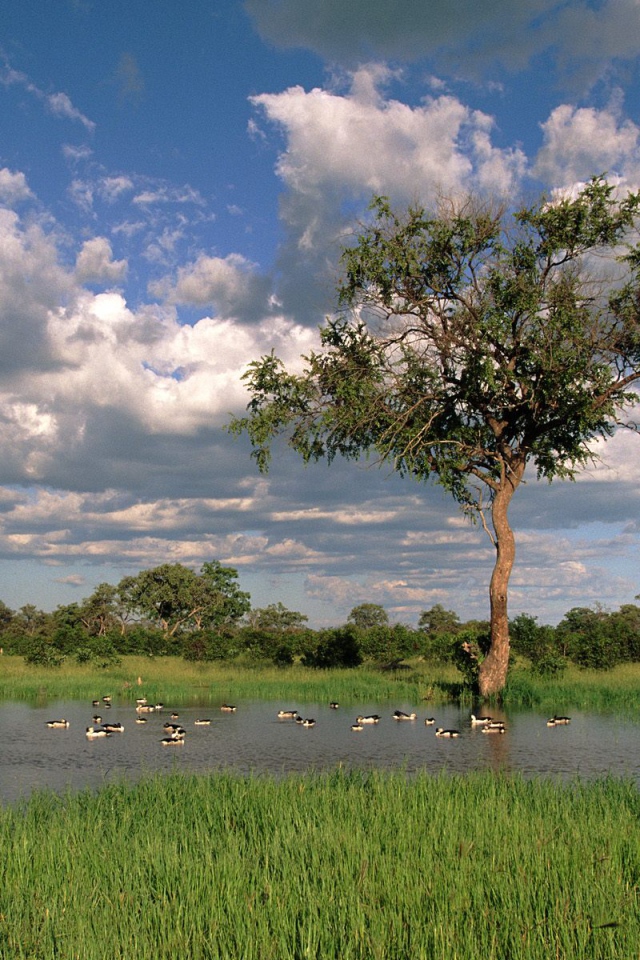 Утки Гребенки на Озере / Savute Chobe Национальный Парк / Ботсвана / Африка