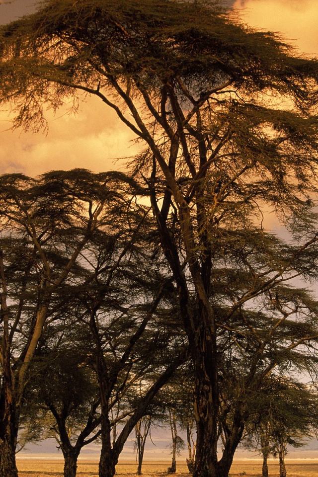 Деревья Лихорадки на Закате / Африка