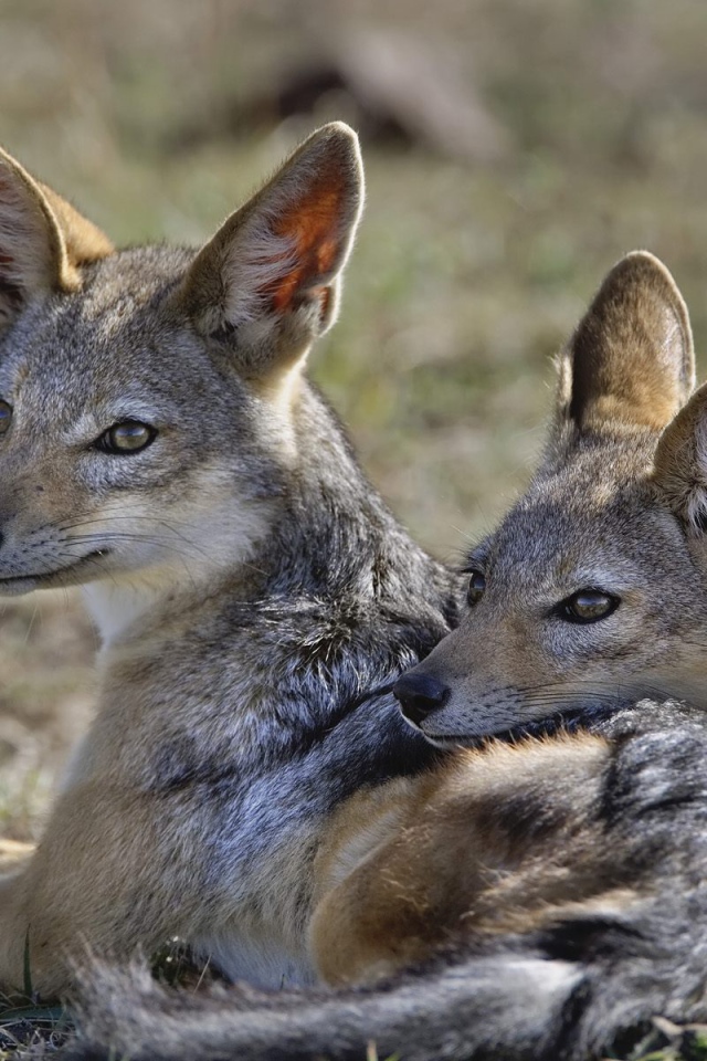 Шакалы / Кения / Африка