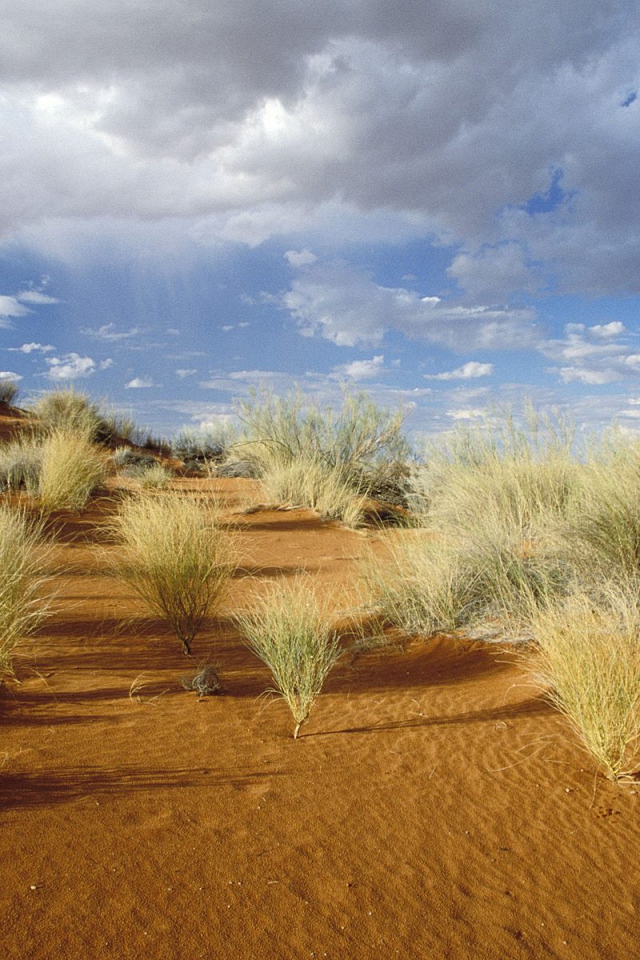 Kgalagadi Зарубежный Парк / Южная Африка